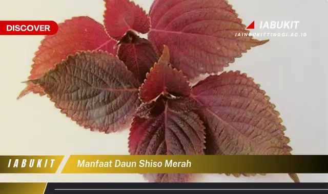 manfaat daun shiso merah