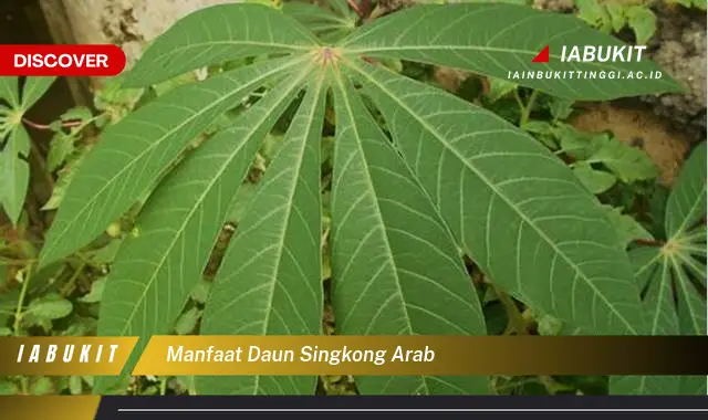 manfaat daun singkong arab