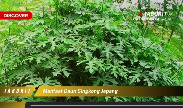 manfaat daun singkong jepang