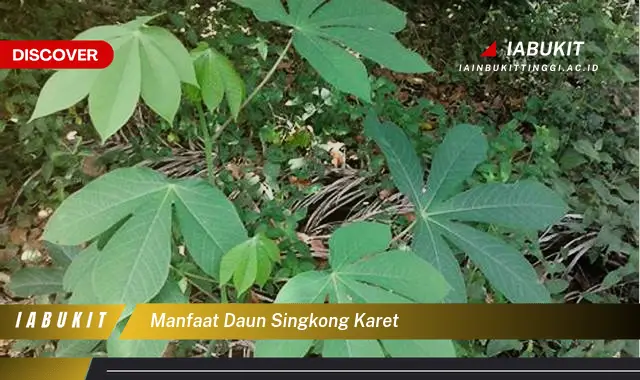 manfaat daun singkong karet