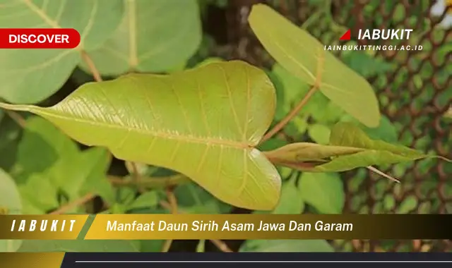 manfaat daun sirih asam jawa dan garam