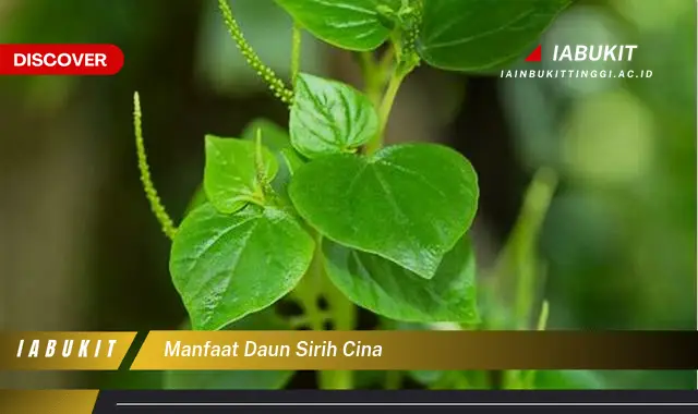 manfaat daun sirih cina