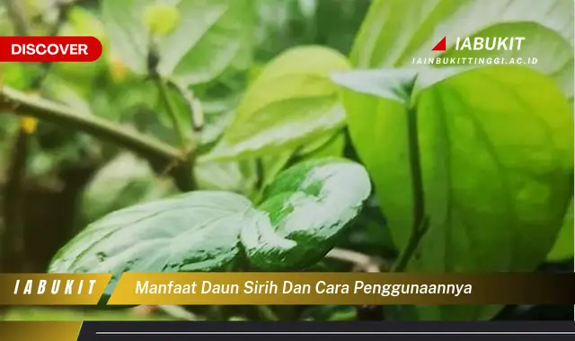 manfaat daun sirih dan cara penggunaannya