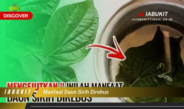 manfaat daun sirih direbus