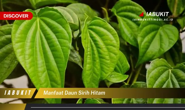 manfaat daun sirih hitam