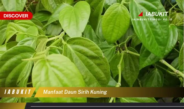 manfaat daun sirih kuning