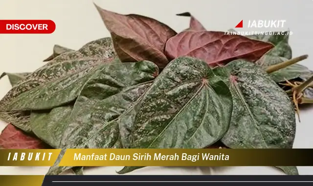 manfaat daun sirih merah bagi wanita