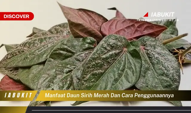 manfaat daun sirih merah dan cara penggunaannya