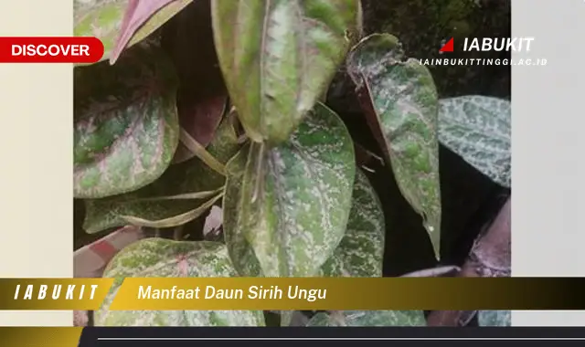 manfaat daun sirih ungu