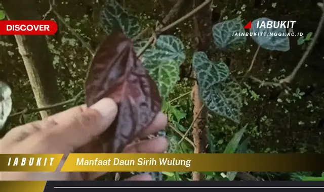 manfaat daun sirih wulung