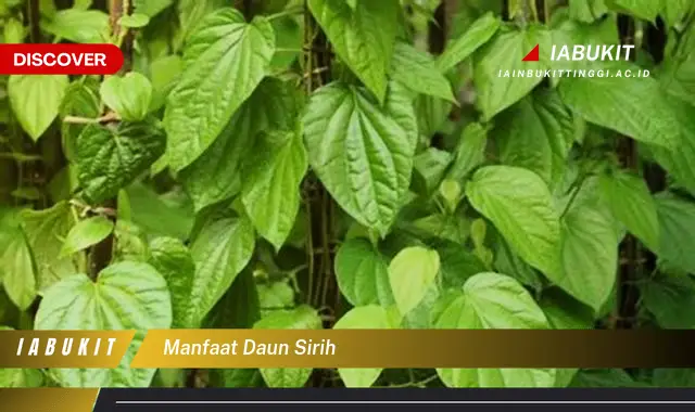 manfaat daun sirih