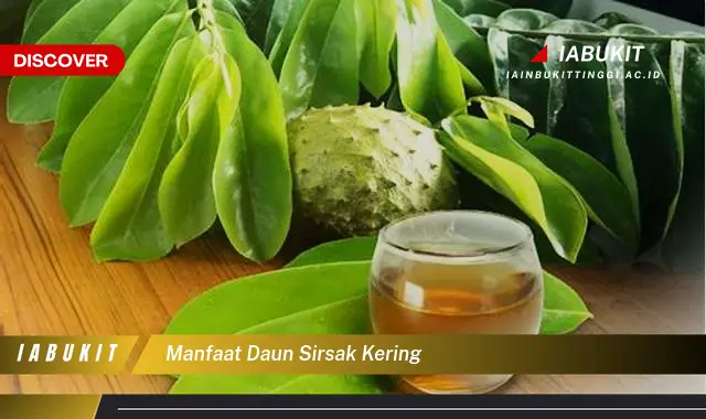 manfaat daun sirsak kering