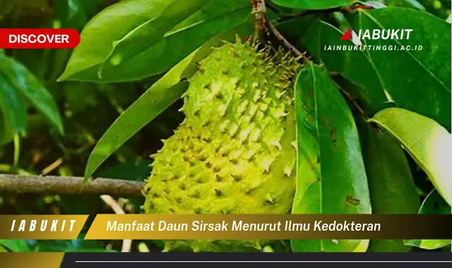 manfaat daun sirsak menurut ilmu kedokteran