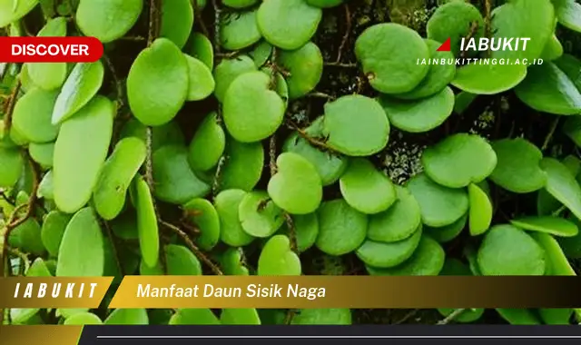 manfaat daun sisik naga