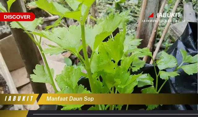 manfaat daun sop