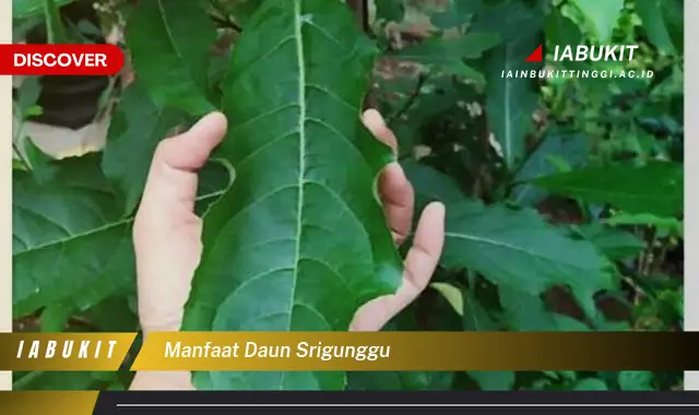 manfaat daun srigunggu