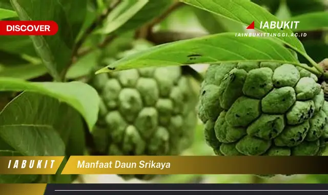 manfaat daun srikaya