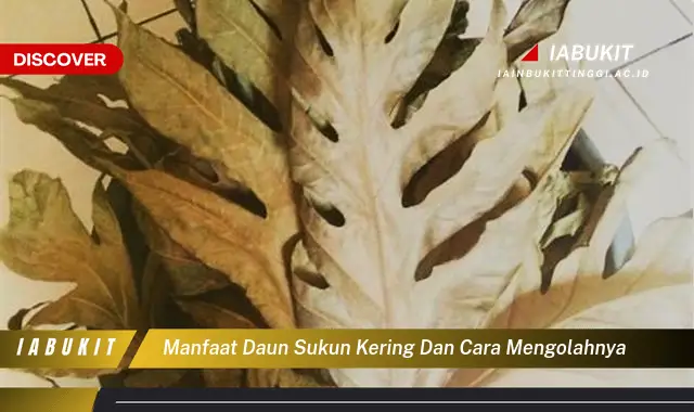 manfaat daun sukun kering dan cara mengolahnya