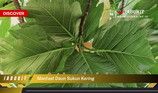 manfaat daun sukun kering