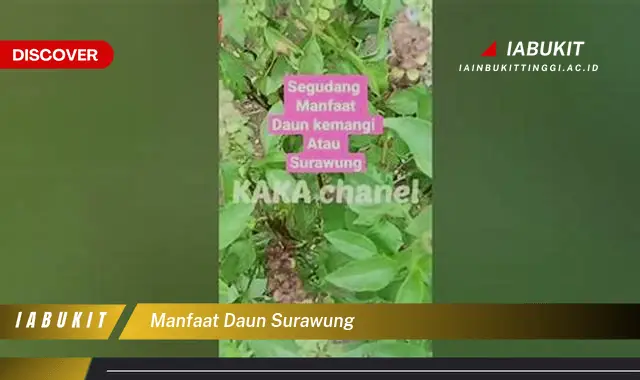 manfaat daun surawung