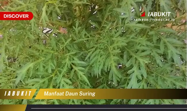 manfaat daun suring