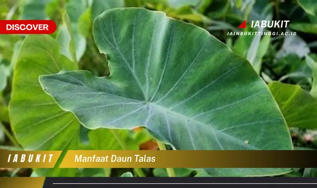 manfaat daun talas