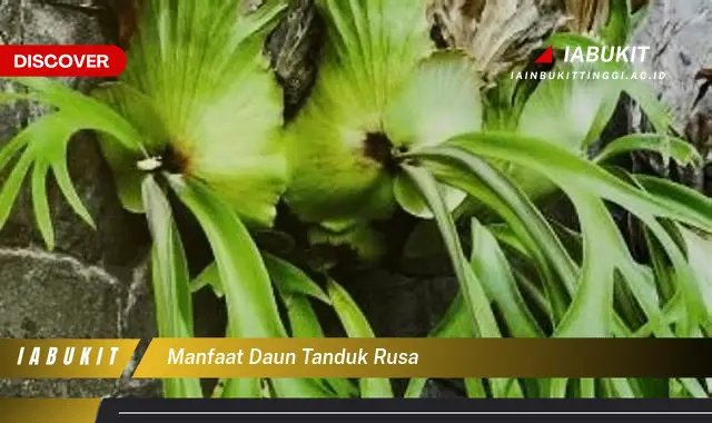 manfaat daun tanduk rusa