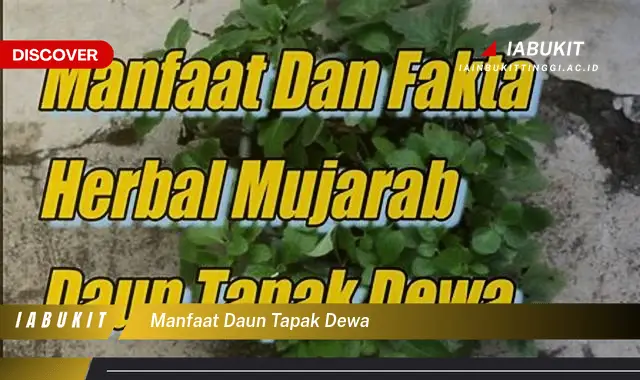 manfaat daun tapak dewa