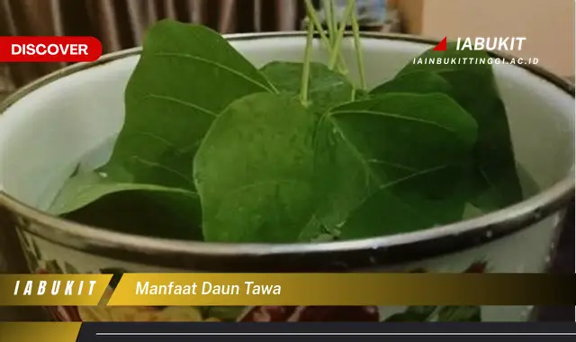 manfaat daun tawa