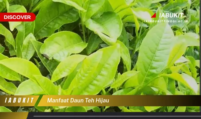 manfaat daun teh hijau