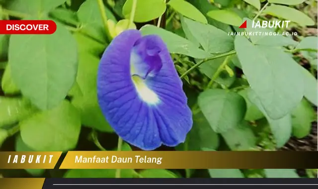 manfaat daun telang