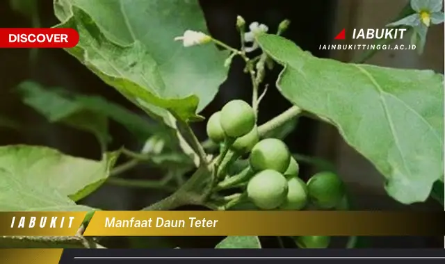 manfaat daun teter