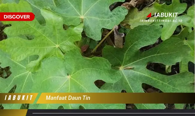 manfaat daun tin