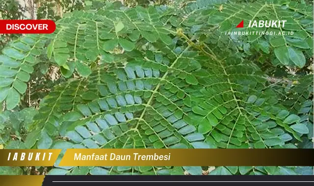 manfaat daun trembesi