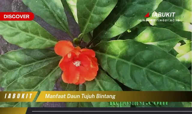 manfaat daun tujuh bintang