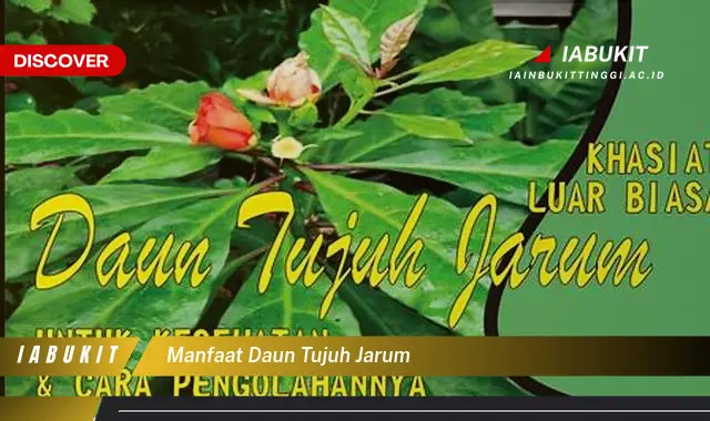 manfaat daun tujuh jarum