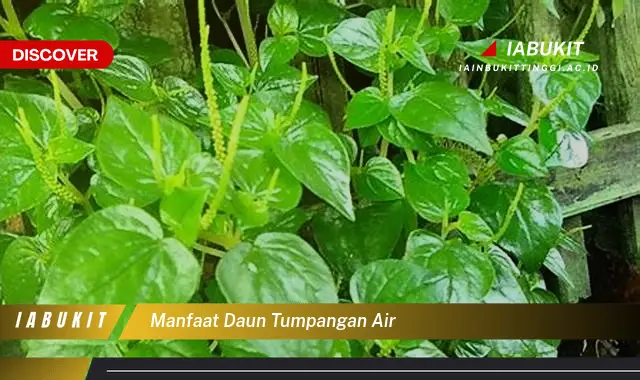 manfaat daun tumpangan air