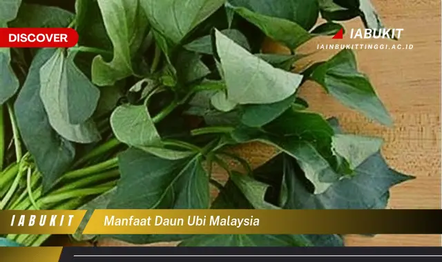 manfaat daun ubi malaysia