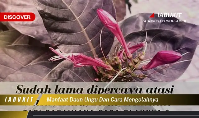 manfaat daun ungu dan cara mengolahnya