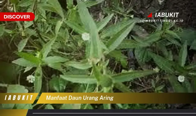 manfaat daun urang aring