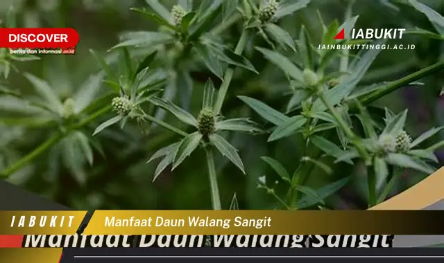 manfaat daun walang sangit