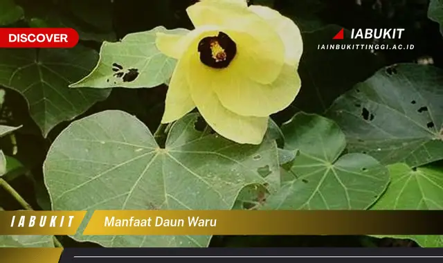 manfaat daun waru