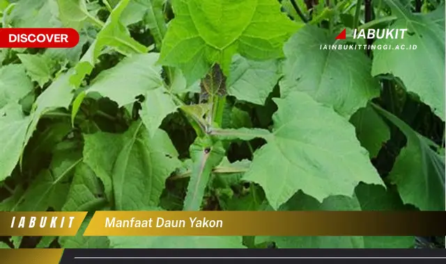 manfaat daun yakon