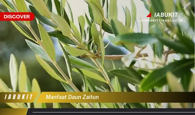 manfaat daun zaitun