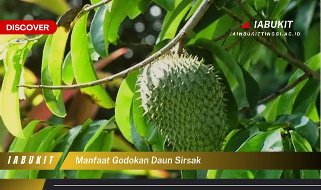 manfaat godokan daun sirsak