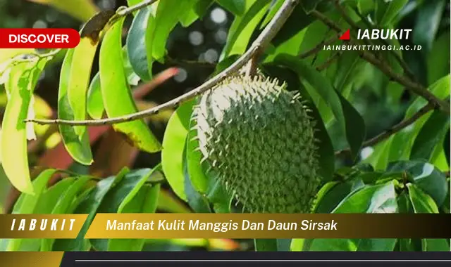 manfaat kulit manggis dan daun sirsak