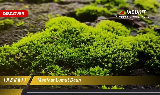 manfaat lumut daun