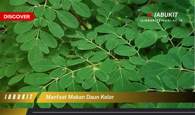 manfaat makan daun kelor