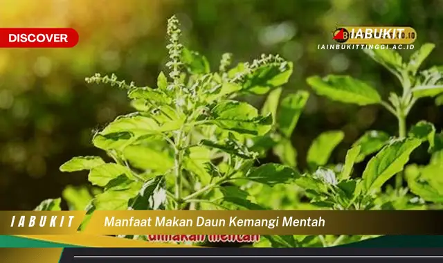 manfaat makan daun kemangi mentah