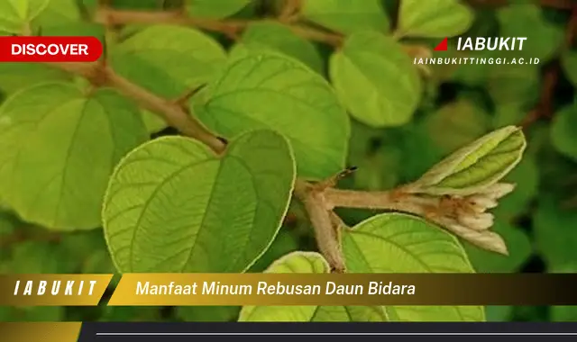 manfaat minum rebusan daun bidara